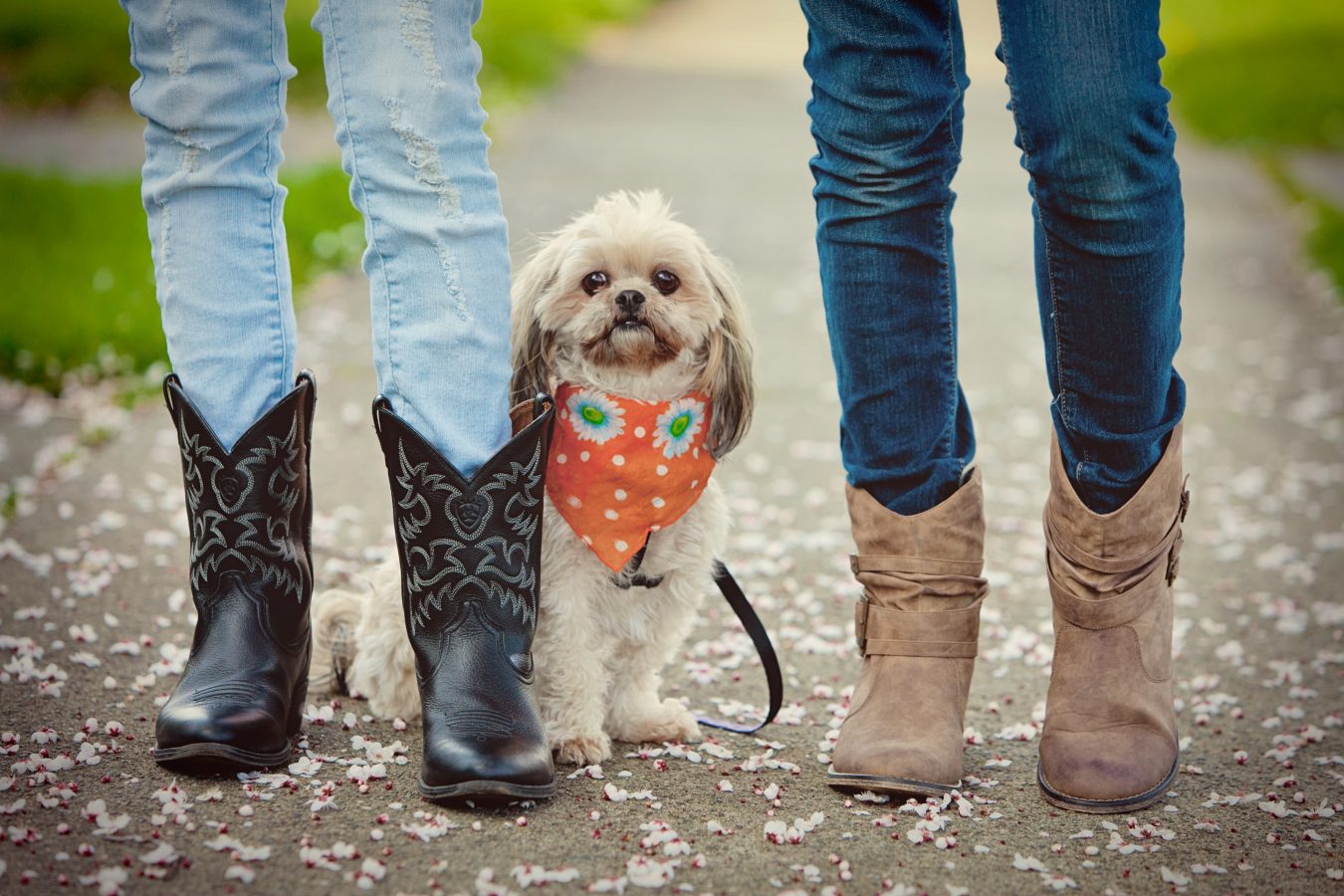 dog with bandanna sitting next to people wearing cowboy boots